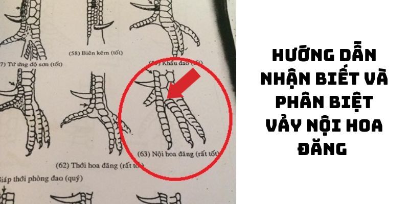 Vảy gà chọi độc không thể bỏ qua kiểu nội mã hoa đăng